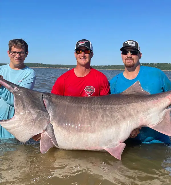Three men holding a large fish in the water.